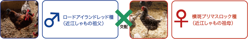 お母さんのNBは肉が多く、卵をよく産む鶏です。