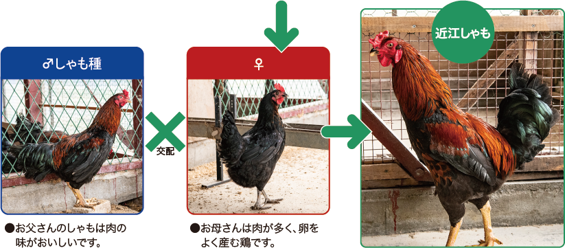 お父さんのしゃもは肉の味がおいしいです。