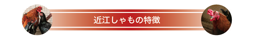 近江しゃもの特徴